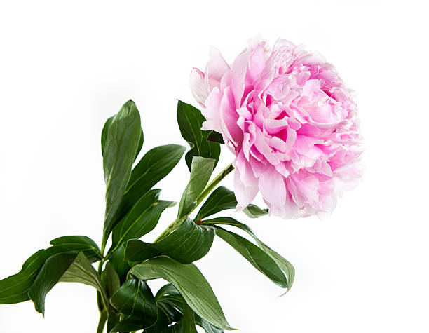 Chinese Peony