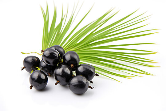 Saw Palmetto