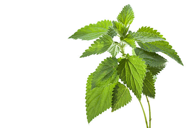 Stinging Nettle